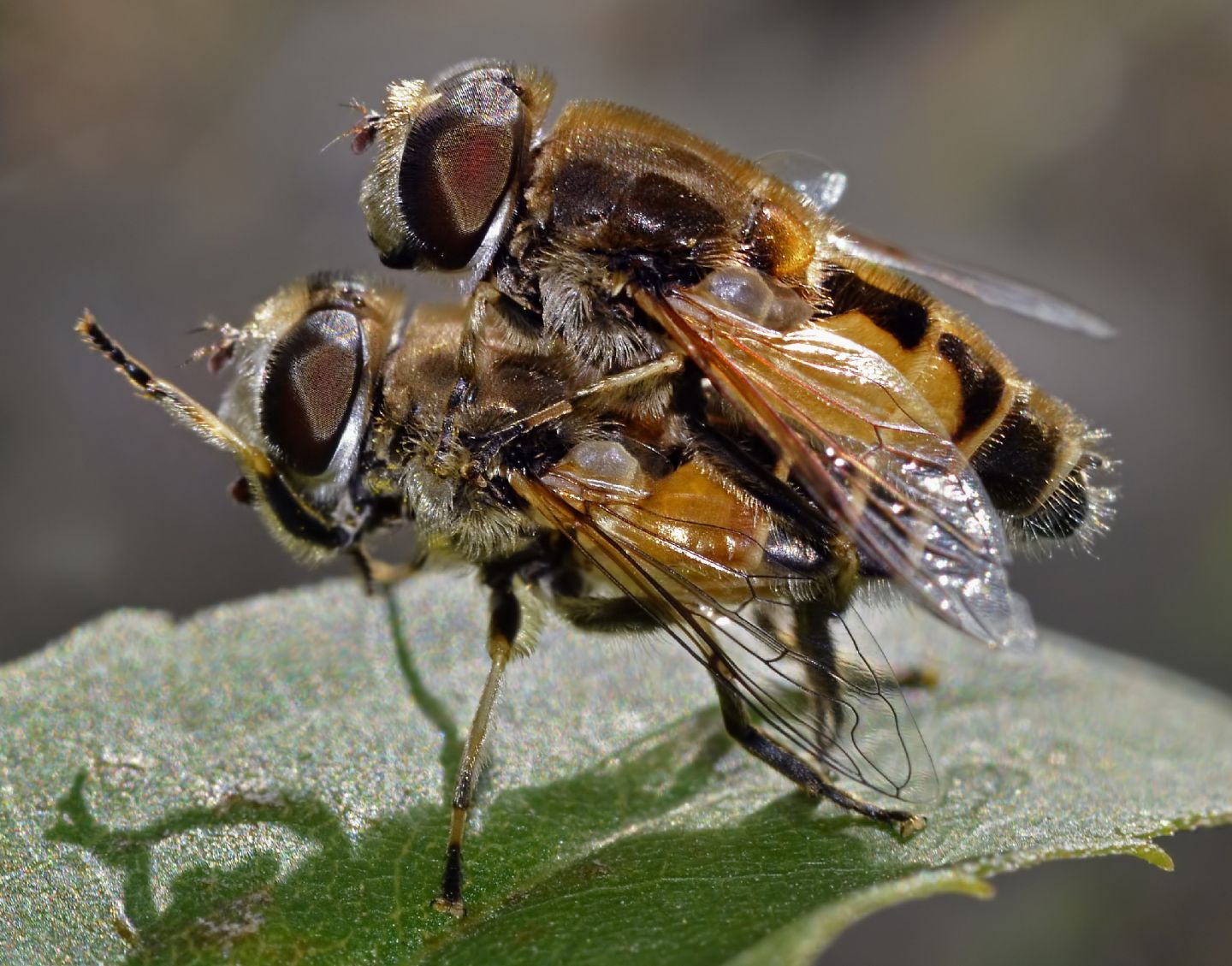 Eristalis arbustorum (Syrphidae)